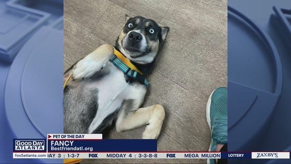 Pet of the Day from Best Friends Animal Society