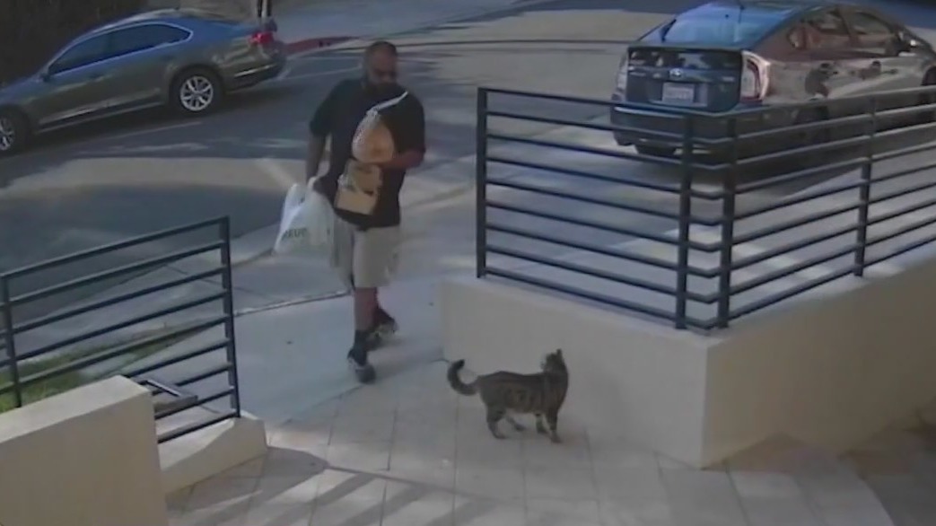 Missing cat returned after being taken from home | FOX 11 Los Angeles