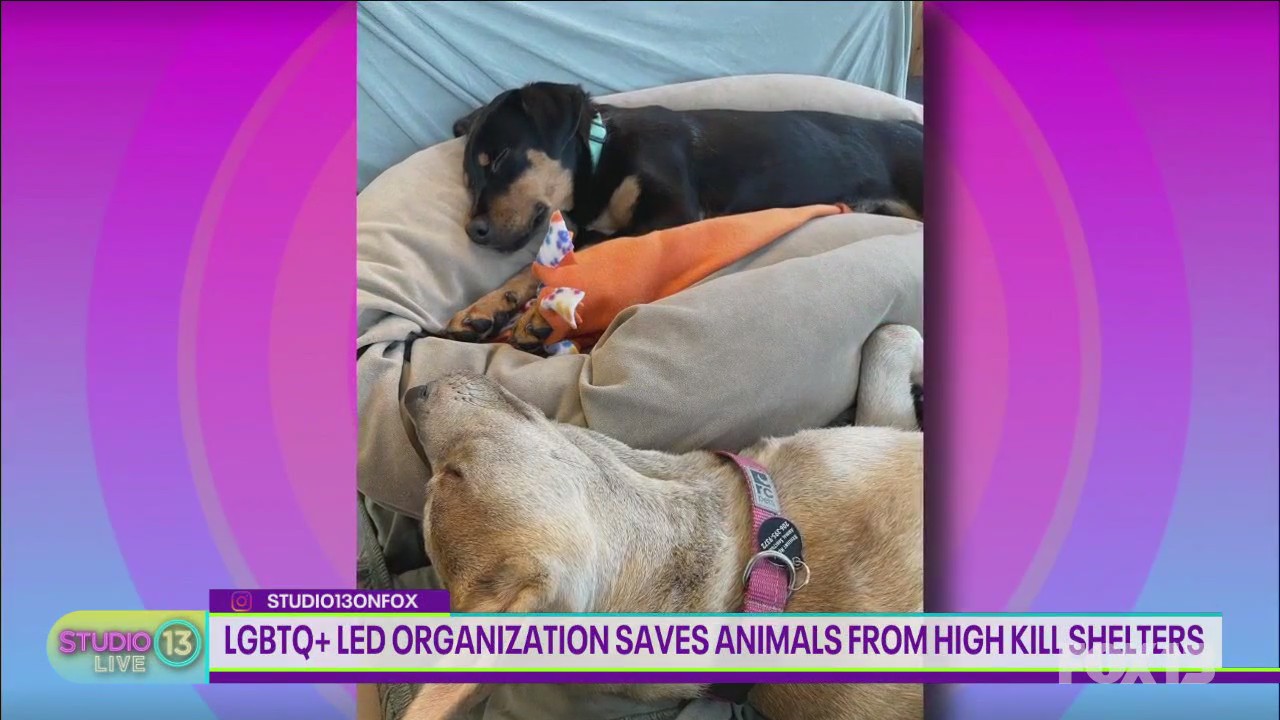 LGBTQ+ led organization saves animals from high kill shelters | FOX 13 ...