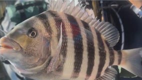 Full moon brings flushing water for next week