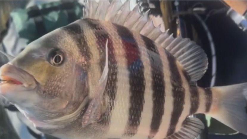 Full moon brings flushing water for next week