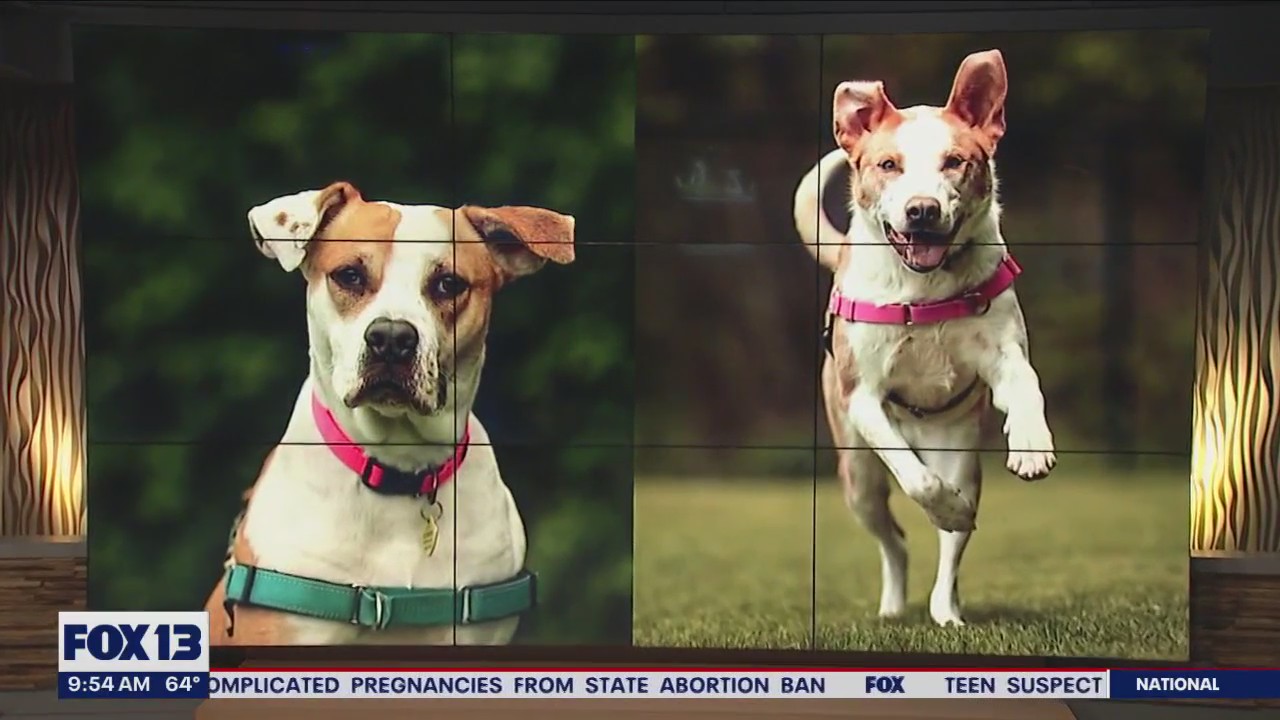 Pet of the Week: Izzy & Gertie