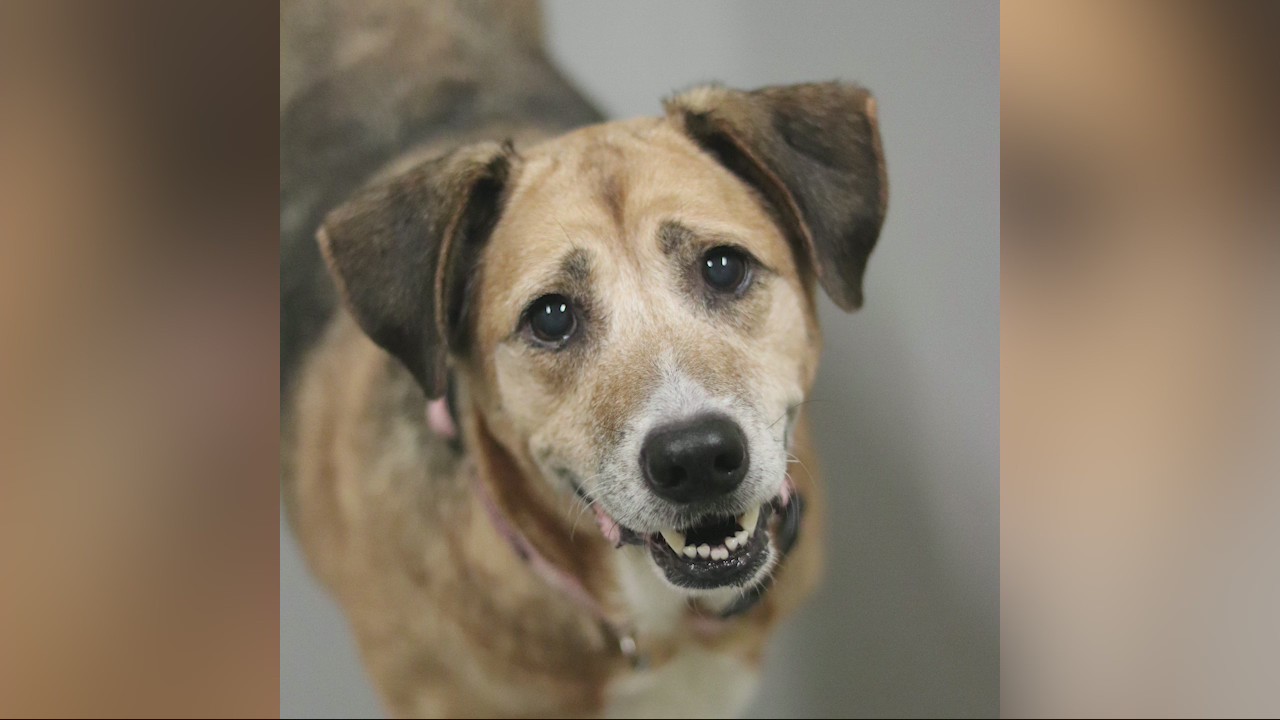 Pet of the Day from the Atlanta Humane Society