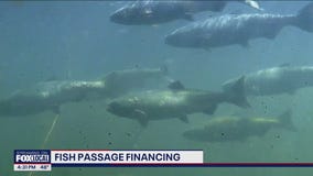 Breaking down WSDOT's fish passage financing