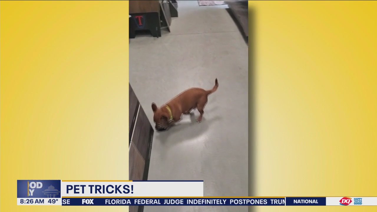 Pet Tricks for Wednesday, May 8