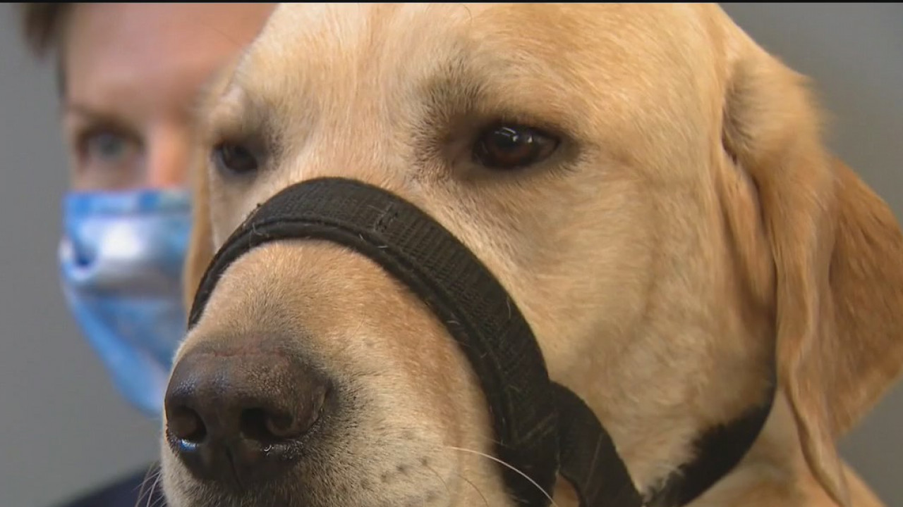 Service dogs for veterans