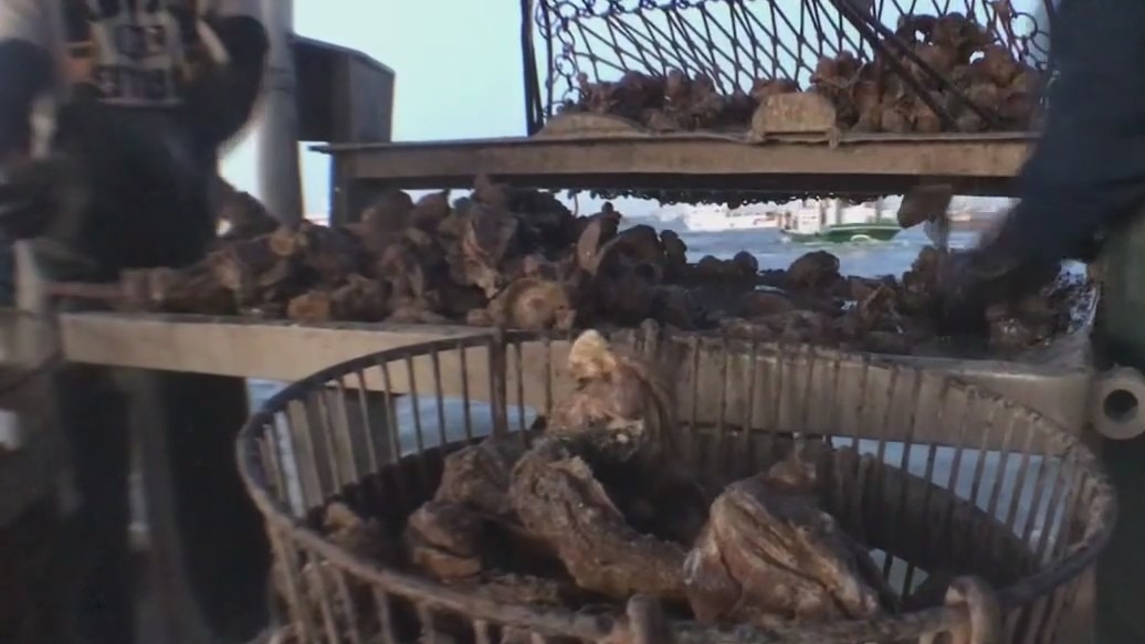 Texas Oyster Season to begin with new hope for success