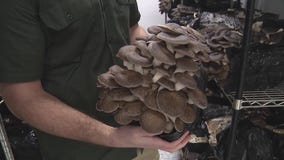 Gen Z entrepreneurs cultivate urban mushroom farm in Chicago