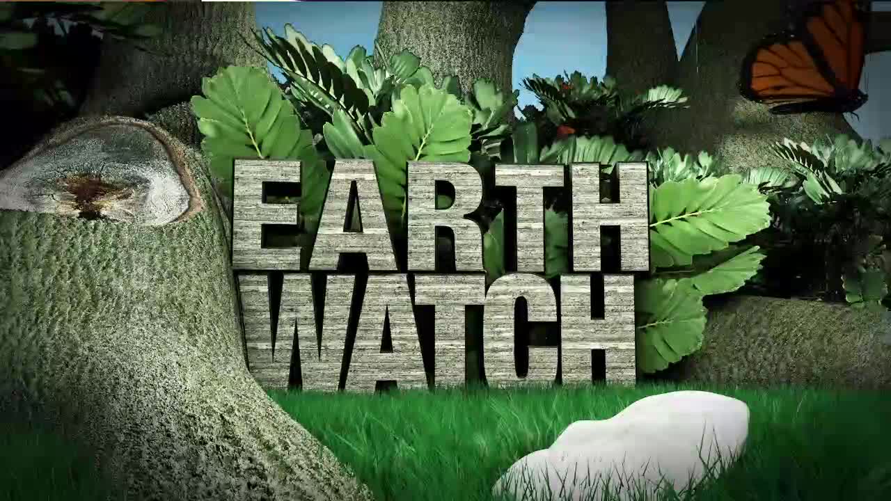 Earth Watch: Dog Ice Cream