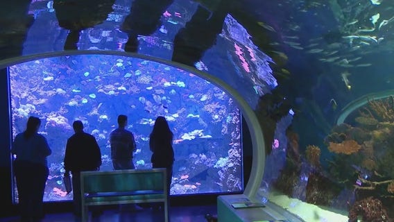 Odysea Aquarium welcomes new exhibits