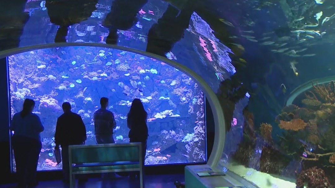Odysea Aquarium welcomes new exhibits