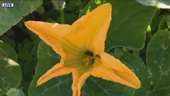 Spring has sprung in the Good Day Garden