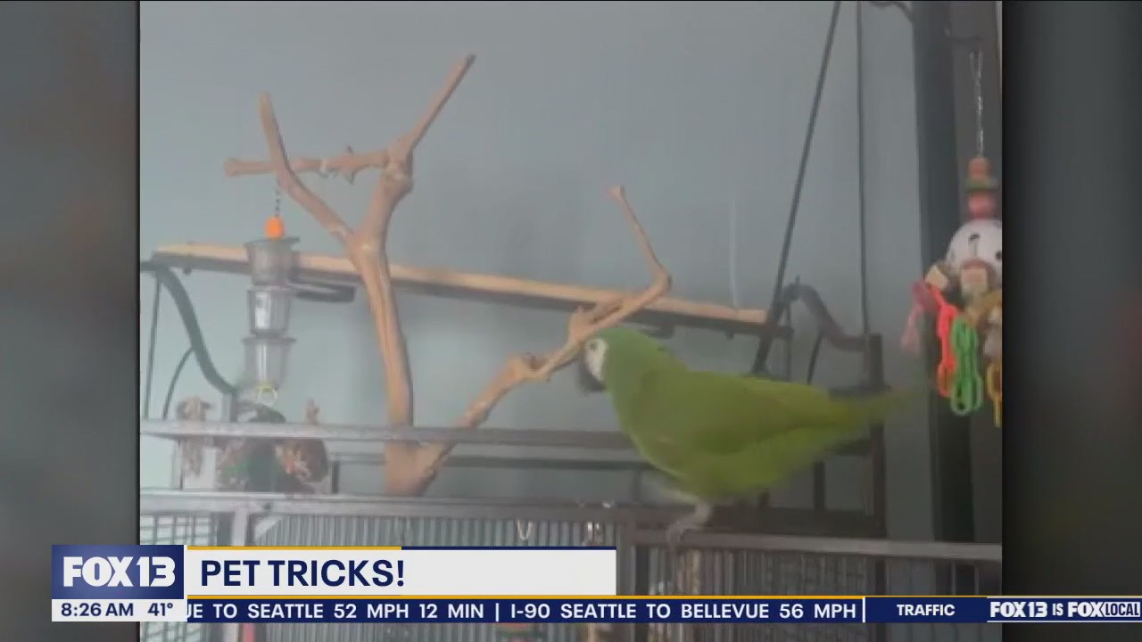 Good Day Pet Tricks for Friday, March 8