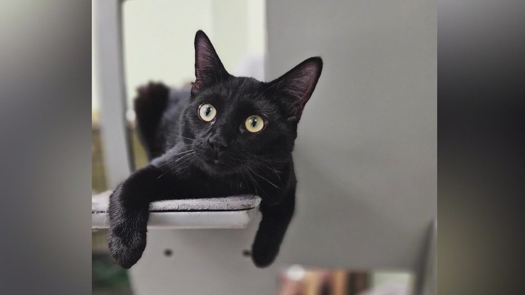 Meet Kiwi: Our Pet of the Day