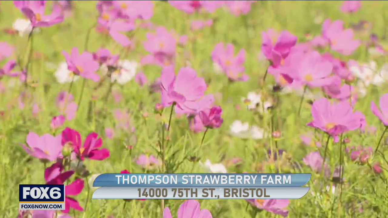 Sunflower Festival at Thompson Strawberry Farm