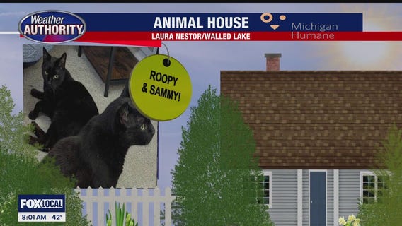 Welcome Roopy, Sammy, Chunk, Mr. Bentley