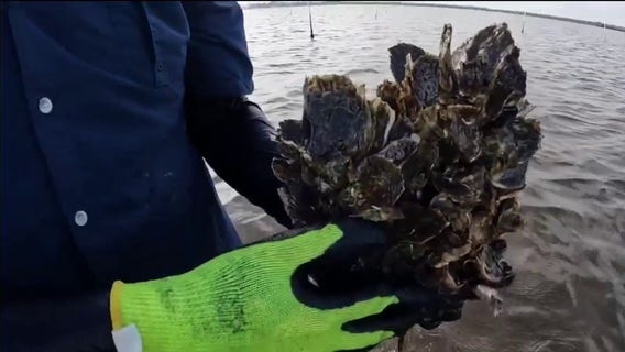 Restoring the Manatee River