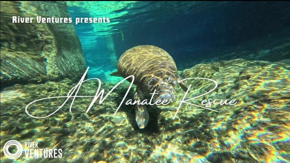 Orphaned baby manatee rescued
