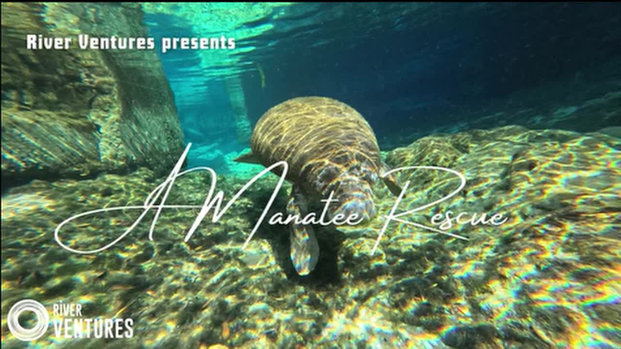 Orphaned baby manatee rescued