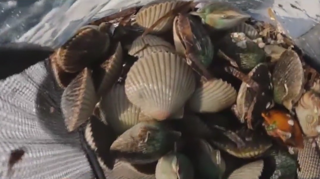 Pasco County scalloping season resumes Wednesday