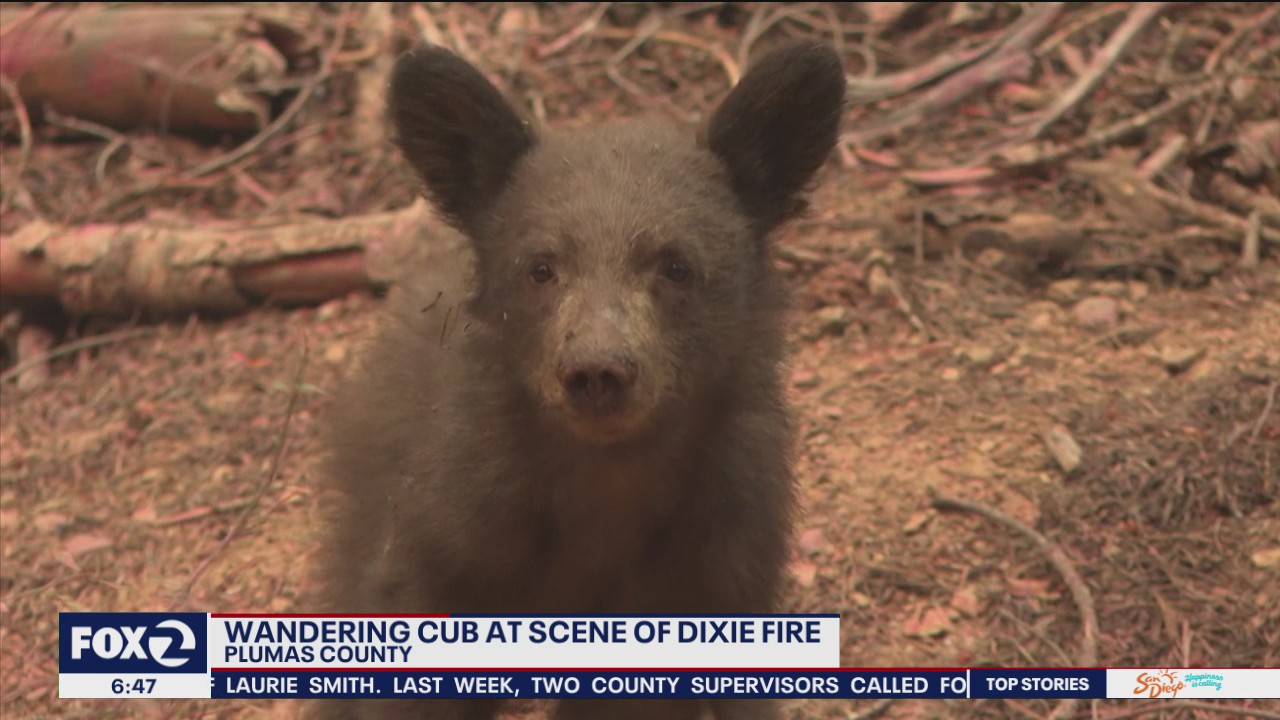 Young cub wanders along at scene of Dixie Fire