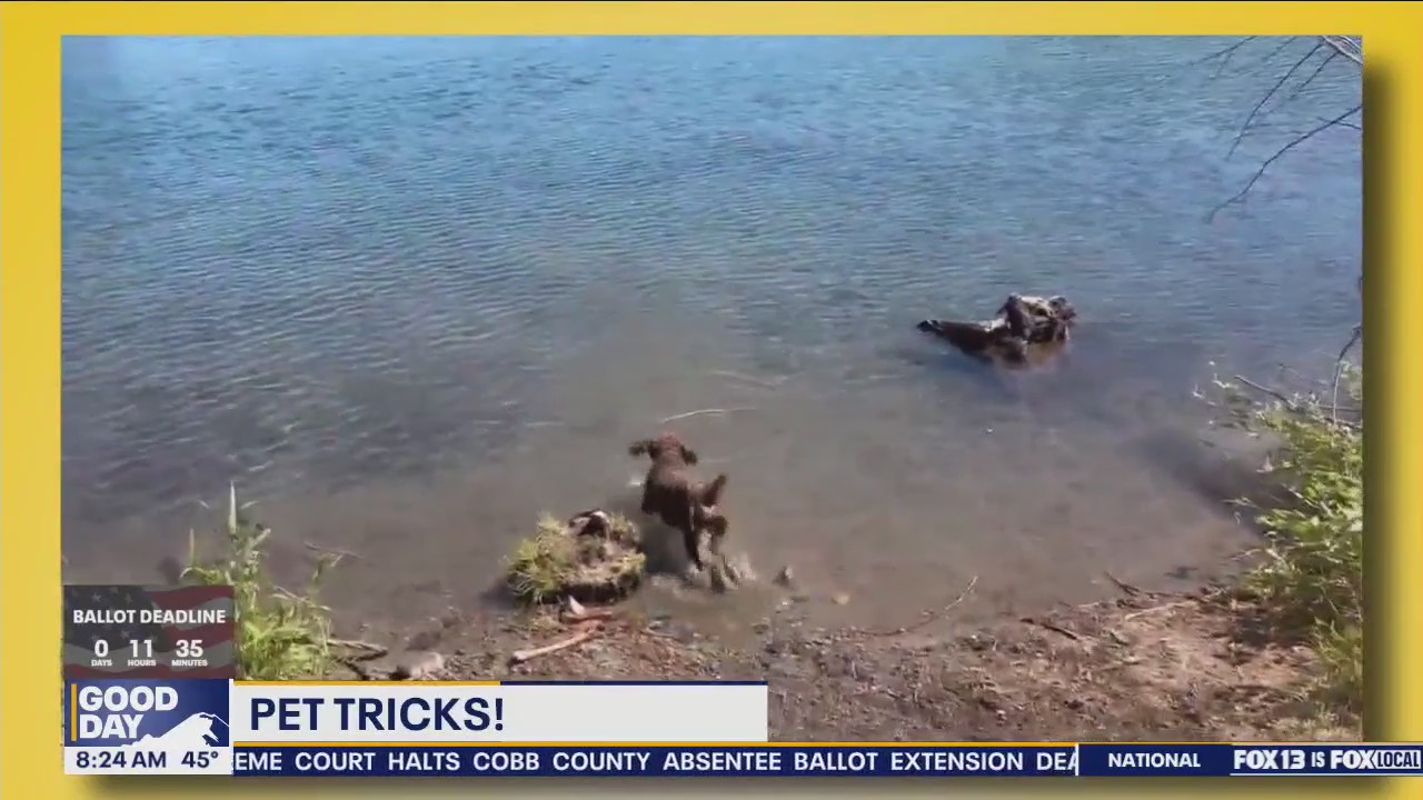 Good Day Pet Tricks for Tuesday, Nov. 5