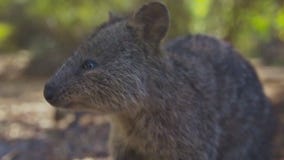 Airline launches new route out of SFO to Western Australia