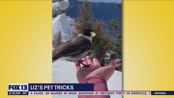 Liz's Pet Tricks for Monday, April 17