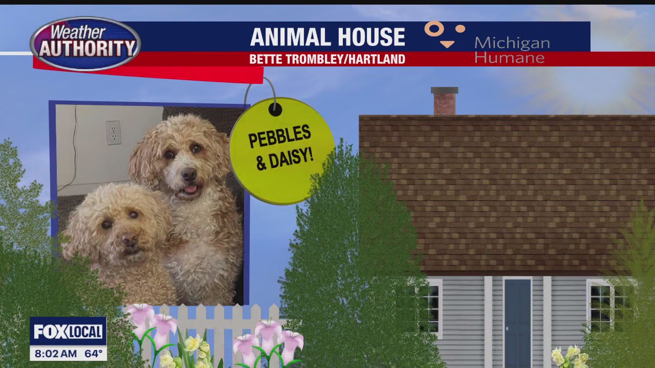 Welcome Pebbles, Daisy, Monkey & Elsa | FOX 2 Detroit