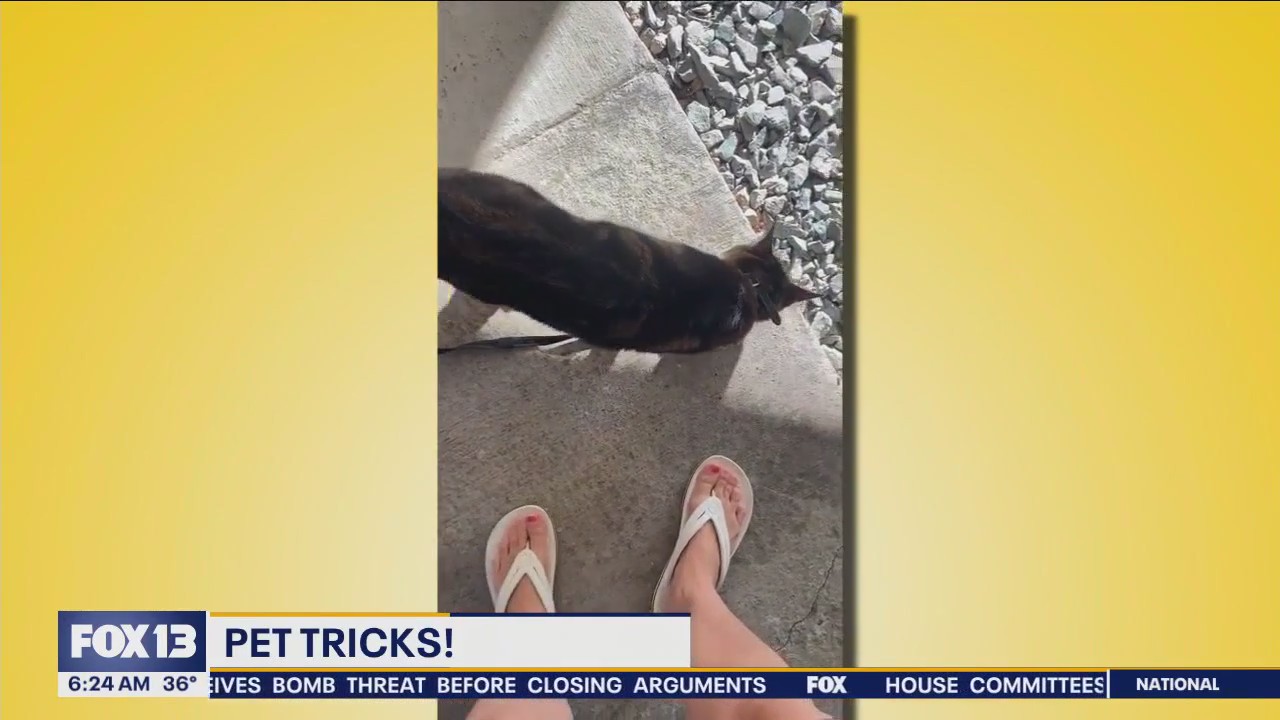 Pet Tricks for Thursday, January 11