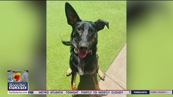 Pet of the Day from the Humane Society of NE Georgia