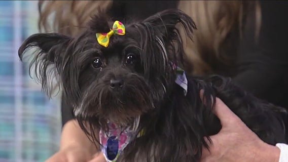 Meet Num Nums: Our Pet of the Day