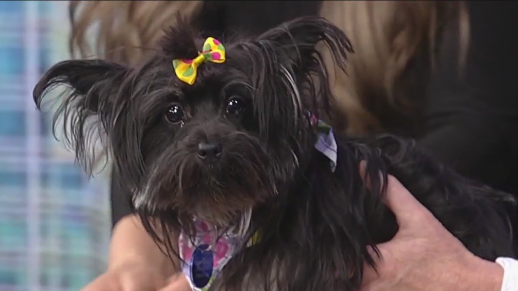 Meet Num Nums: Our Pet of the Day