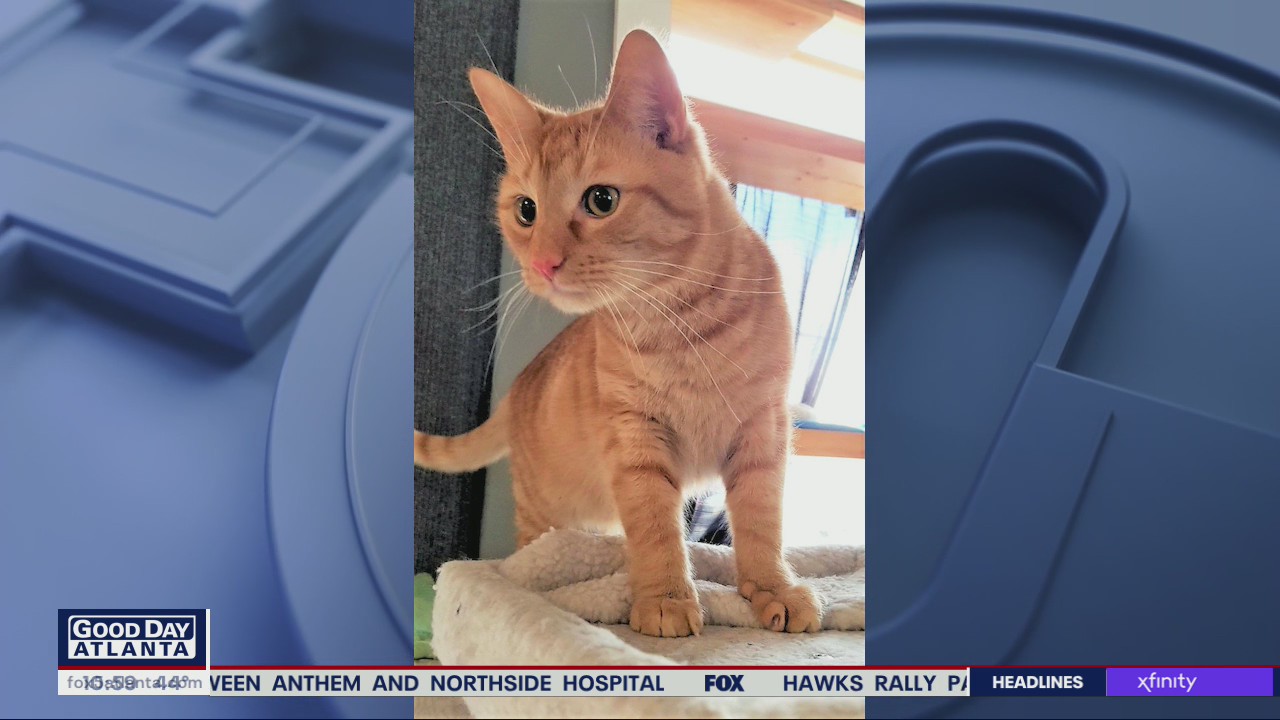 Pet of the Day from the Humane Society of Cobb County