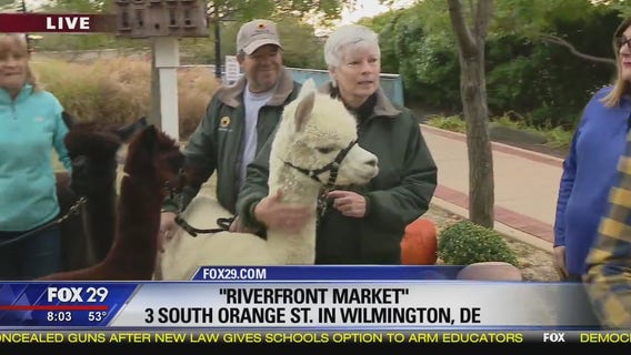 Town Takeover: Alpacas in Wilmington!