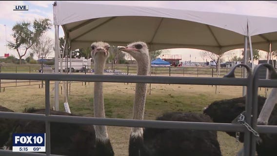 Preparations underway for 2020 Chandler Ostrich Festival