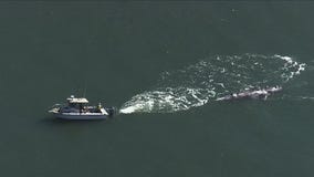 Dead grey whale towed to Angel Island