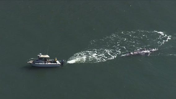 Dead grey whale towed to Angel Island