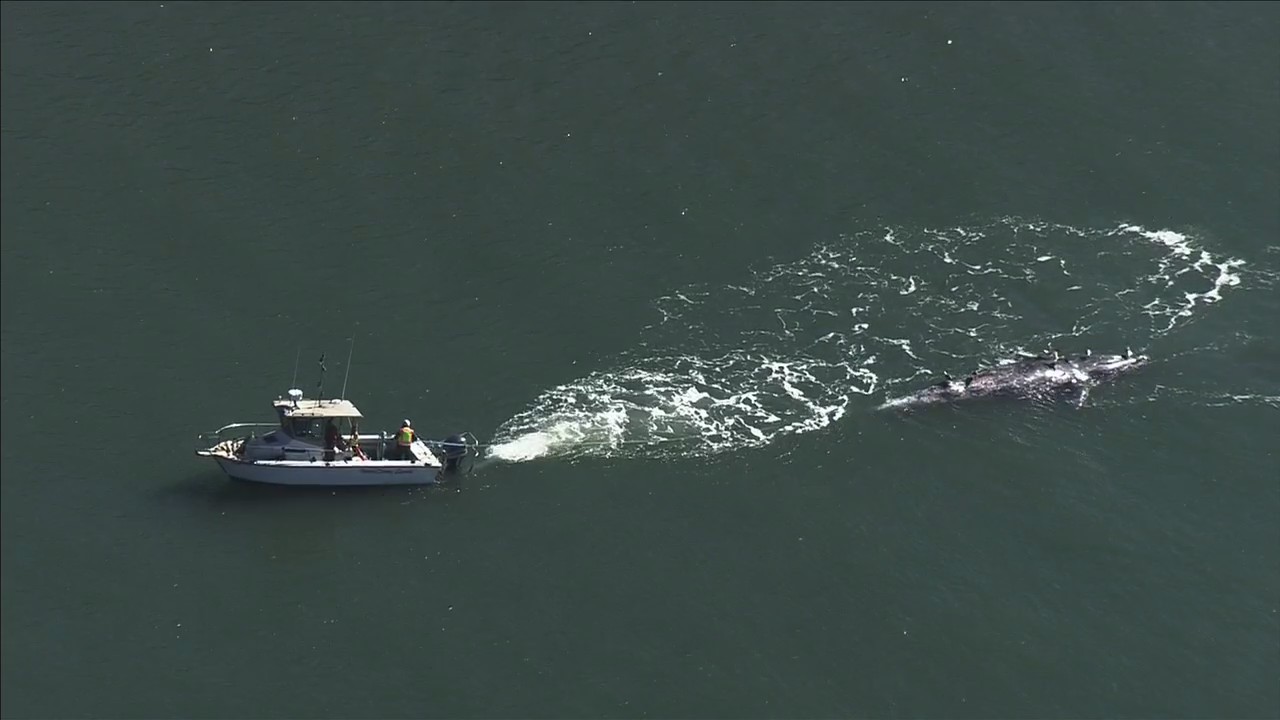 Dead grey whale towed to Angel Island