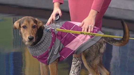 Meet Providence: Our Pet of the Day