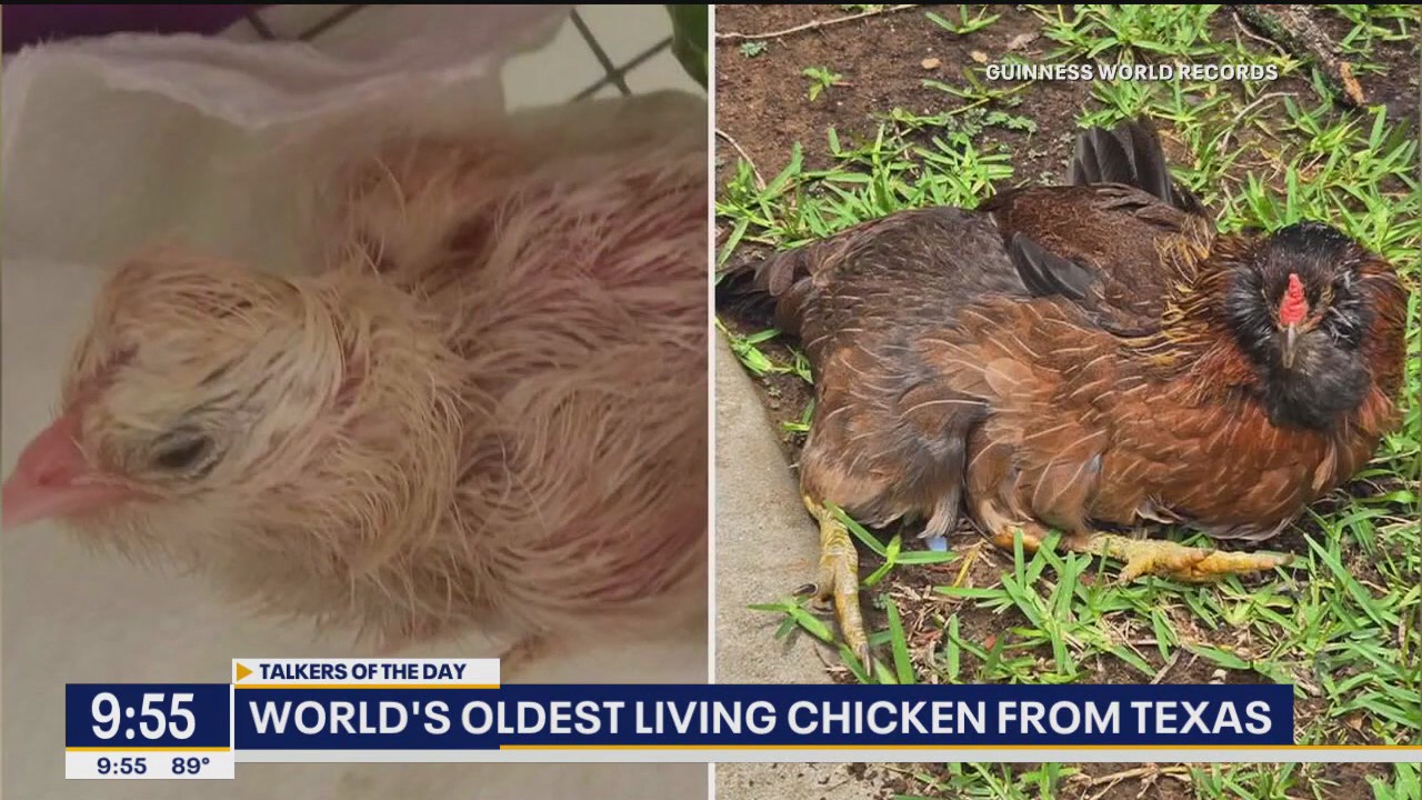 World's oldest living chicken from Texas