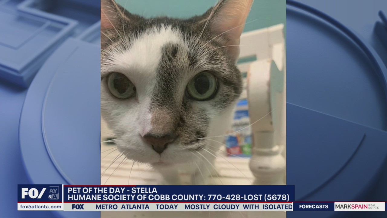 Pet of the day from the Humane Society of Cobb County