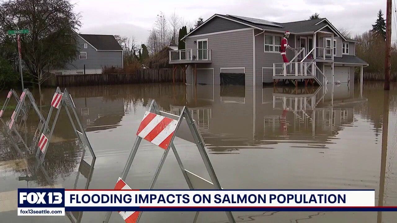 Flooding impacts on WA salmon population