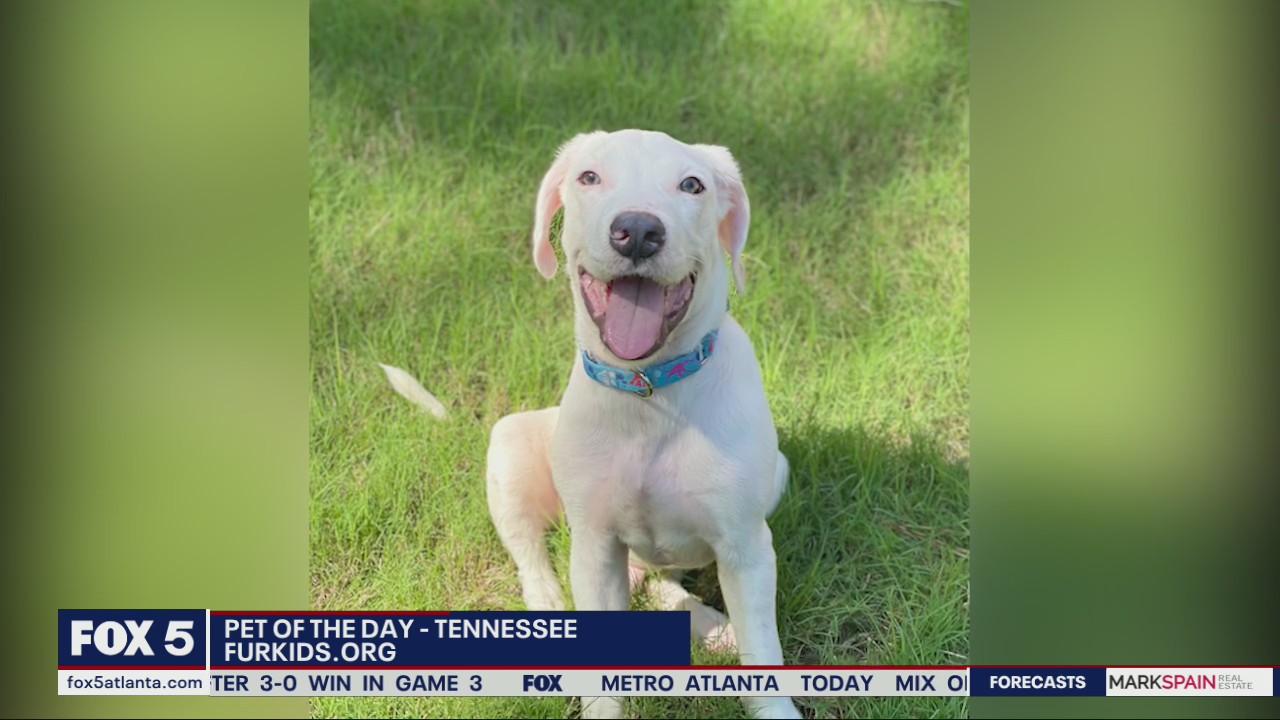 Pets of the Day from Furkids