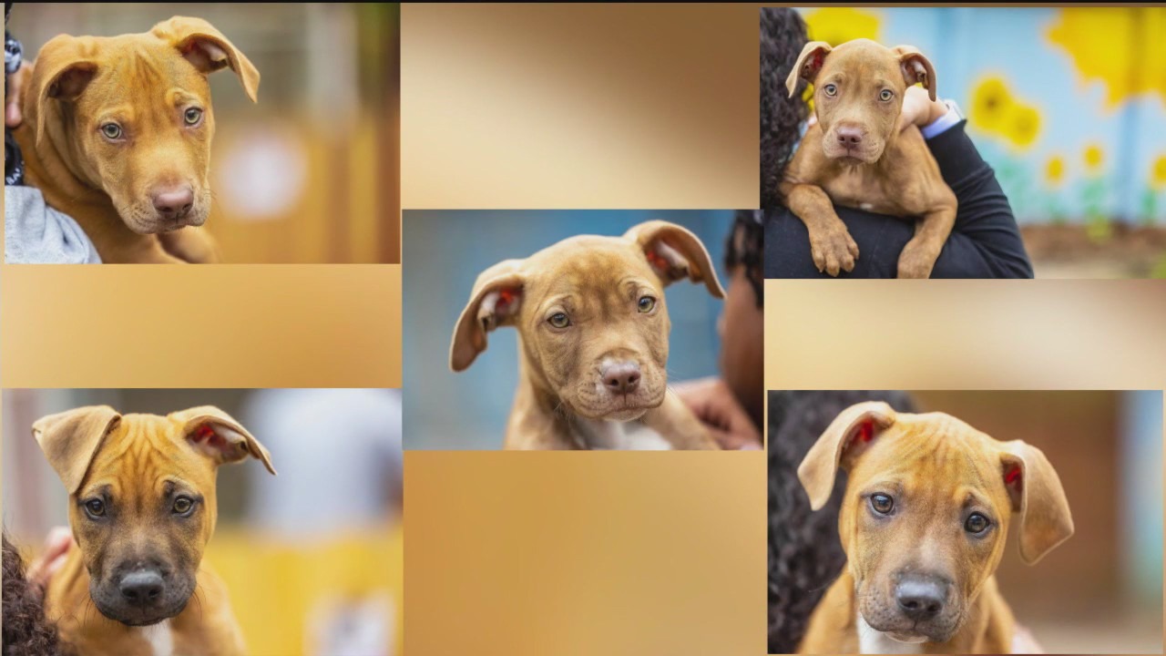 Pets of the Day from Paws Atlanta