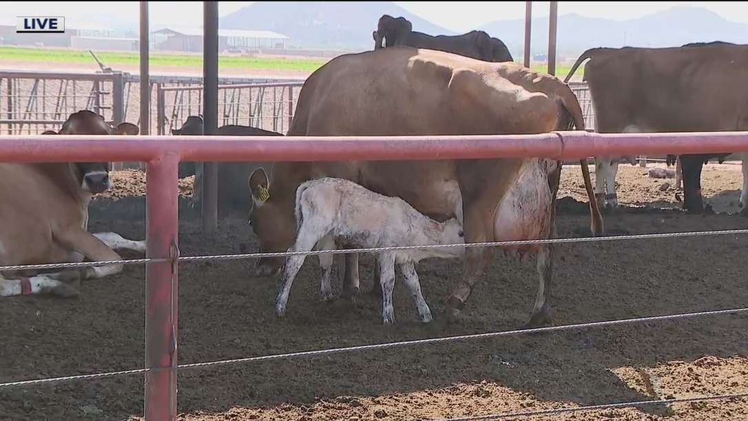 Students' video creations can turn into college 'moo-lah' with 'Reel' Milk Moment scholarship