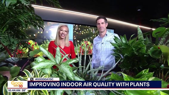 Improving indoor air quality with plants