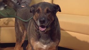 Pet of the Week: Max