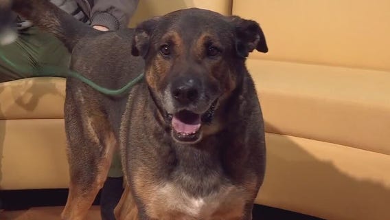 Pet of the Week: Max