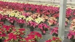 Poinsettia farm in Farmington: Behind the scenes